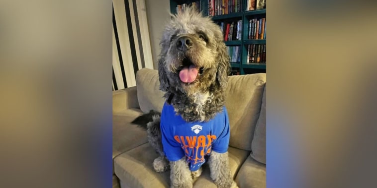 LAPD mata a perro con camiseta de los Knicks tras responder a llamada por mujer que gritaba