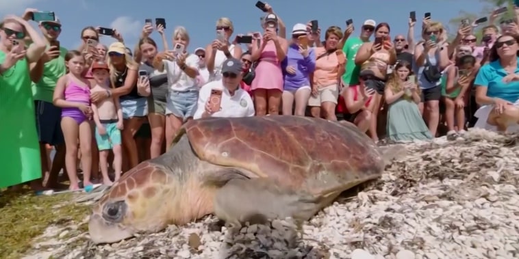 Una tortuga boba regresa al mar en Florida tras rehabilitación