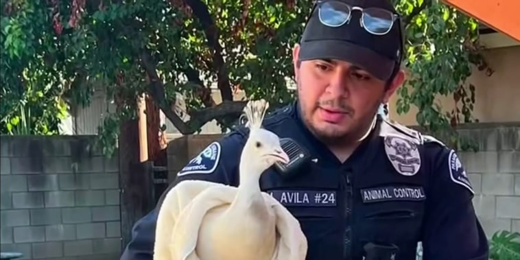 Investigan presunto ataque de repartidor contra un pavo real albino
