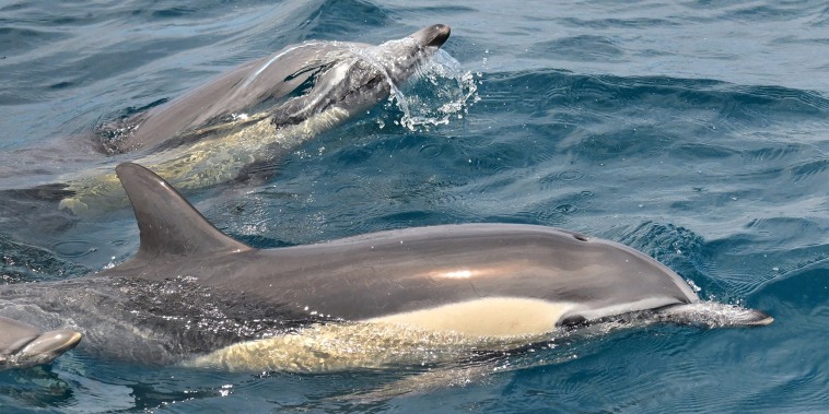 Planeta Tierra: Delfines se van de California por el calor en sus costas