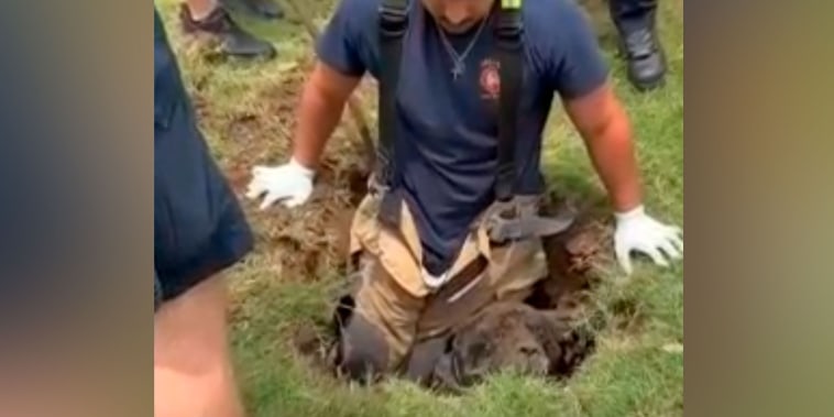 Bomberos rescatan a una perra de 200 libras que cayó a fosa en Dallas