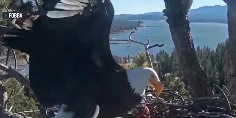 Muere Jackie, la águila de Big Bear Lake con millones de seguidores