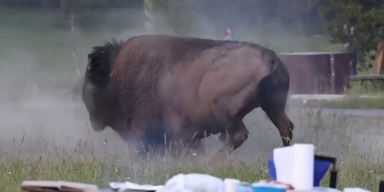 Vea como un bisonte lanza por los aires a un turista en Yellowstone