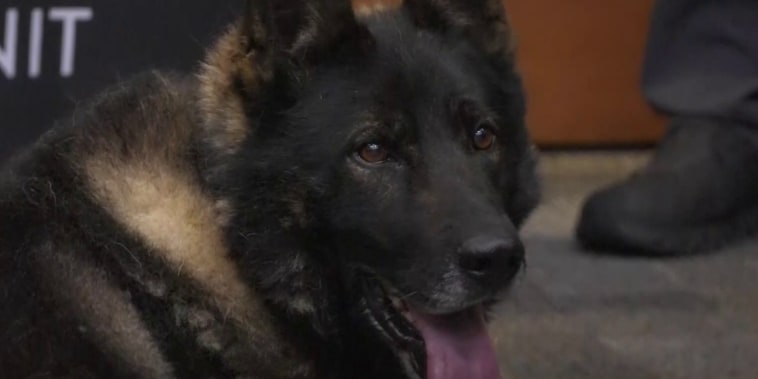 Se retira con honores un perro policía que capturó a 16 fugitivos