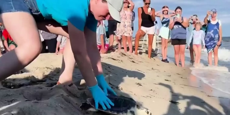 Regresan al mar a tortugas lora en peligro de extinción