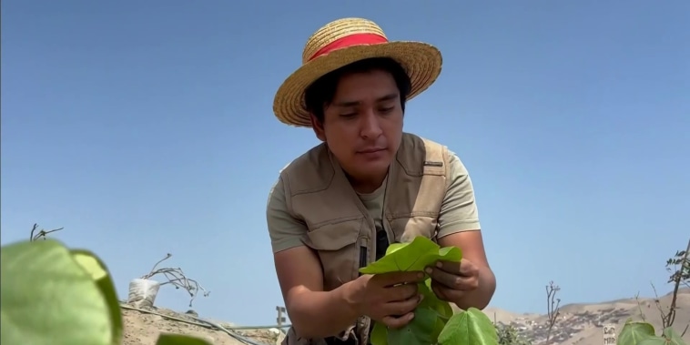Un influencer siembra más de 600 árboles en cerros desérticos de Lima