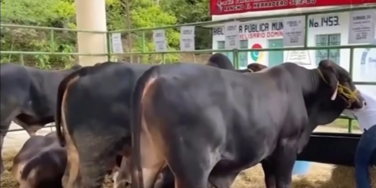 México no comprará animales vivos de EE.UU. por plaga