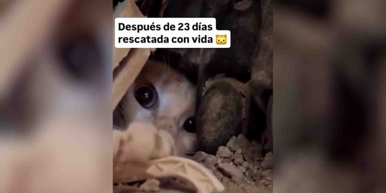 Rescatan a gata tras 23 días bajo los escombros en Venezuela