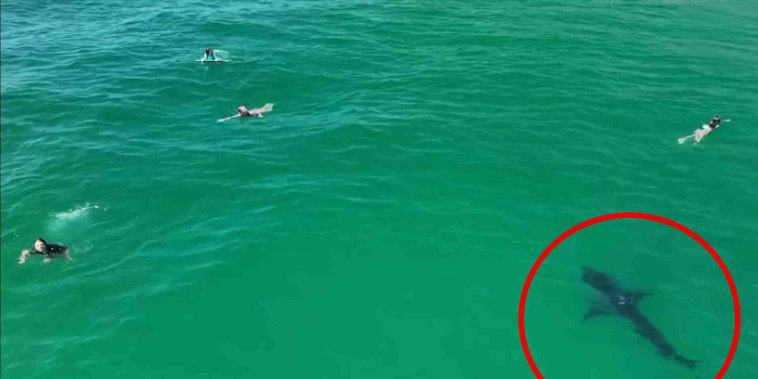 Tiburón blanco herido nadó a pocos metros de bañistas en California