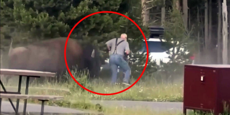Video del turista que fue embestido por un bisonte en Yellowstone