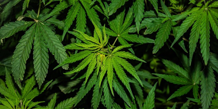 Autoridades incautan más de 15,000 plantas de marihuana en Dominicana