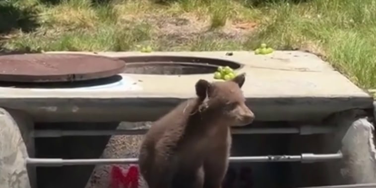 Graban a una familia de osos merodeando un vecindario de California