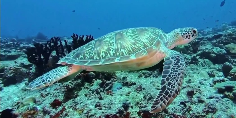 Planeta Tierra: Así es la nueva tecnología para proteger las tortugas