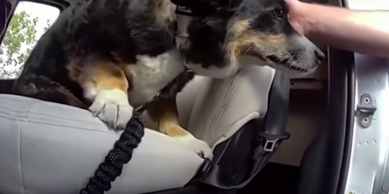Vea el rescate de un perro encerrado en un vehículo bajo calor extremo