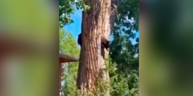 Así rescataron a un oso que se quedó atorado en el tronco de un árbol