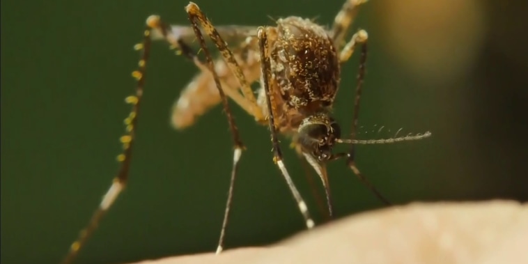Google busca liberar millones de mosquitos en Florida y California