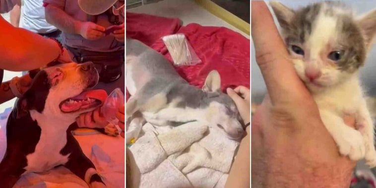 Veterinarios atienden a mascotas afectadas por los sismos en Venezuela