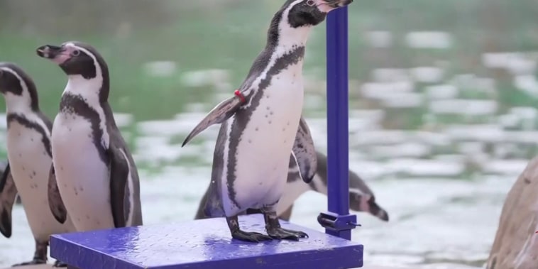Zoológico de Londres realiza su tradicional pesaje anual de animales