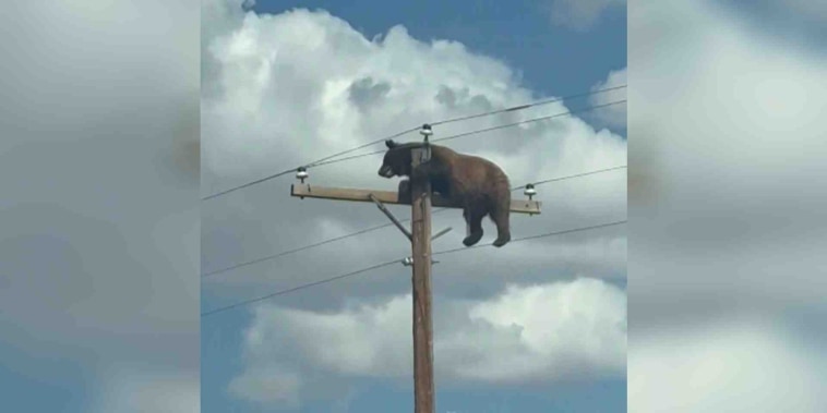 Un oso muere por heridas letales al subir a un poste de luz en Nuevo México