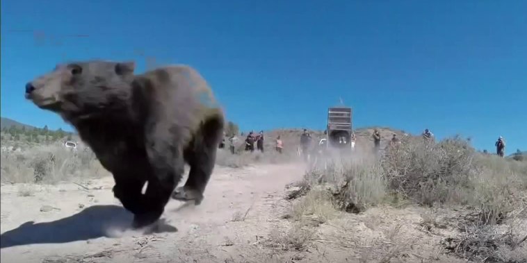 Nevada recurre a perros para mantener a los osos negros lejos de las casas