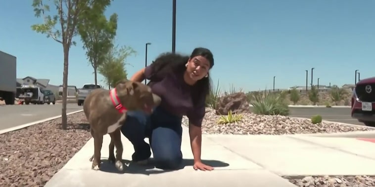 El calor también pone en riesgo a las mascotas: así puedes protegerlas