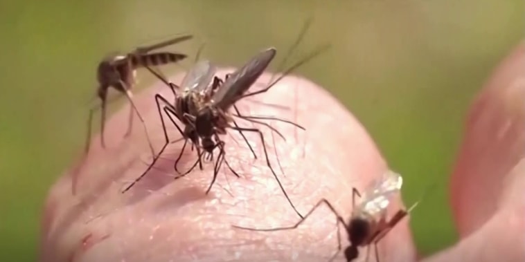 Cómo evitar enfermarse en esta temporada de mosquitos, según médico