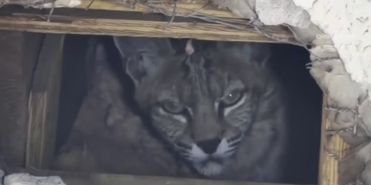 Una gata montés se esconde con su cría en el techo de casa en Arizona
