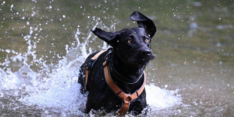 Decenas de mascotas mueren cada año por golpes de calor