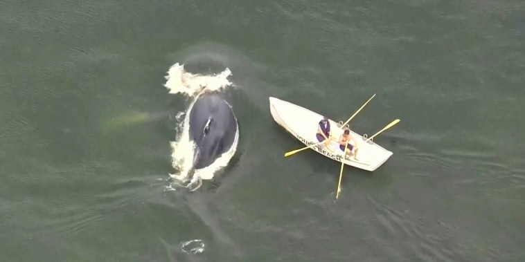 Una ballena sorprende a remadores cerca de la costa de Nueva York