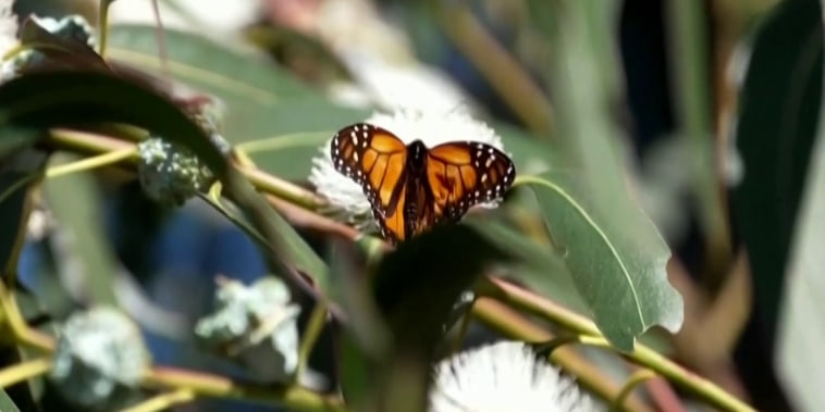 Las mariposas monarcas ya iniciaron su proceso de migración hacia México