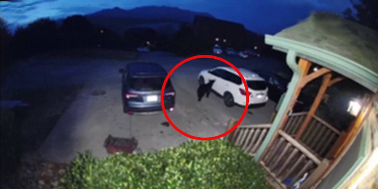 Oso rompe ventana de auto durante vacaciones en Tennessee