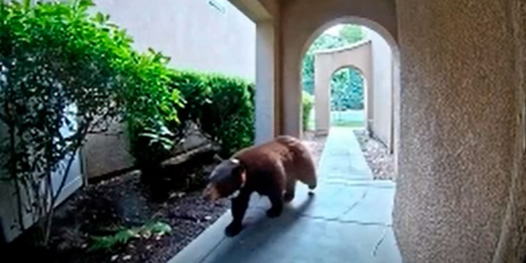 Un oso que deambula por Los Ángeles sorprende a una mujer en su casa