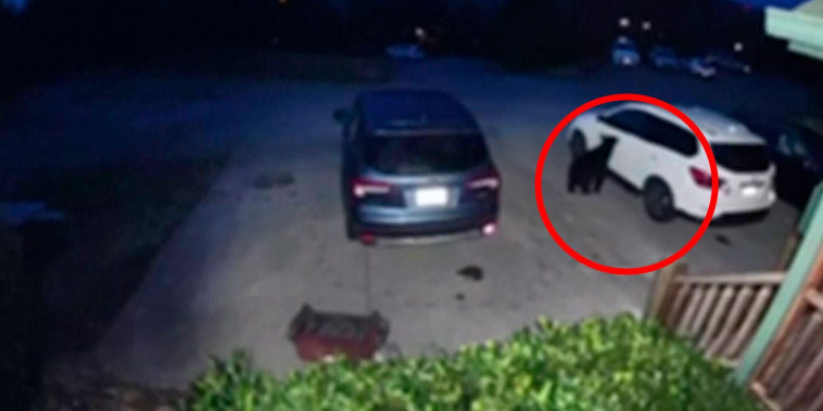 Un oso rompe la ventana de un auto en busca de comida en Tennessee