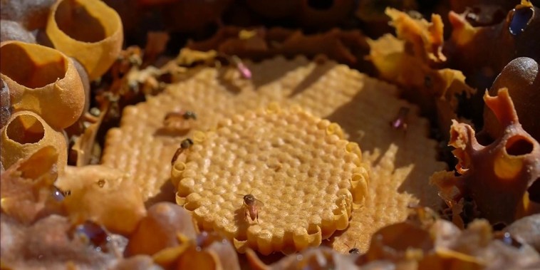 Planeta Tierra: abejas nativas son aliadas de comunidades para recuperar los bosques de Bolivia