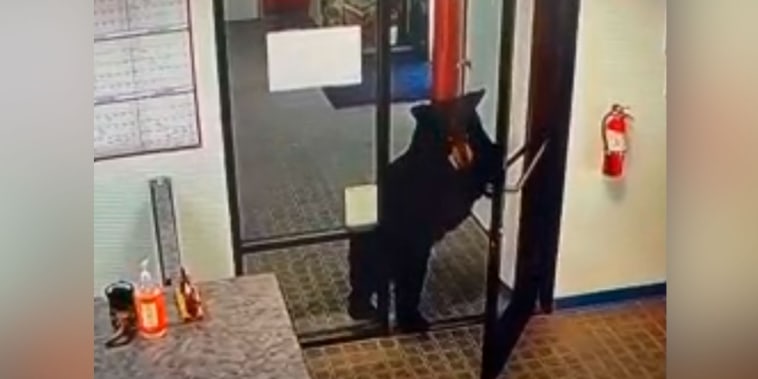 En video: Un oso entra a una oficina pública y deja a los empleados en shock