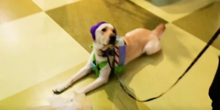 Celebran el cumpleaños de un perro de apoyo emocional en hospital