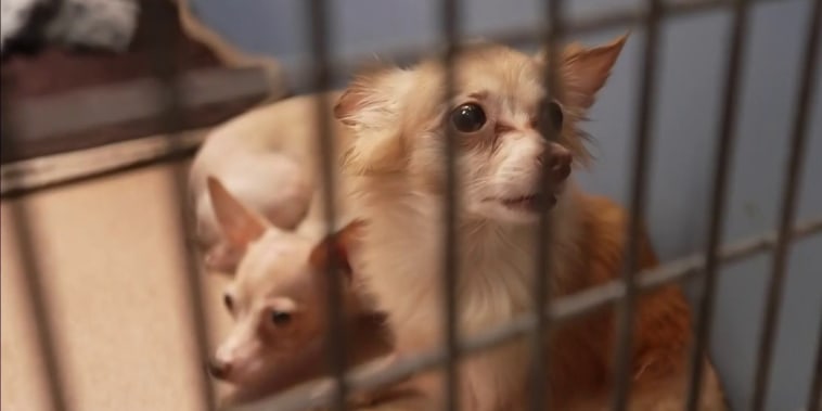 Albergues de mascotas están saturados, en 2025 recibieron 5.8 millones de animales