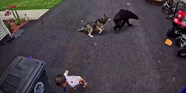 Vea cómo un perro protege a un niño del ataque de un oso