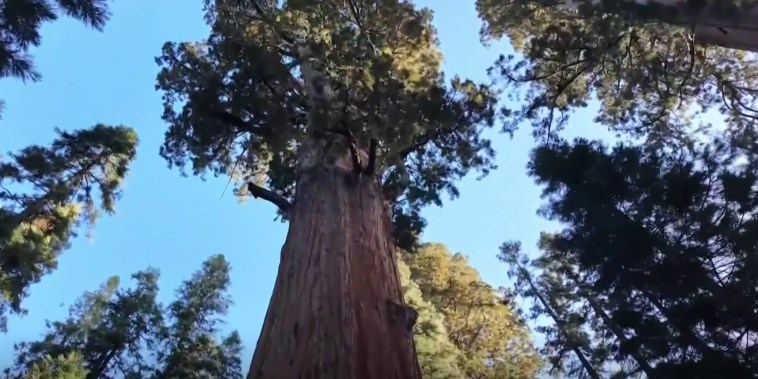 Conozca al General Sherman, el árbol más grande en volumen del mundo