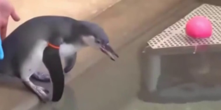 Dos crías de pingüino disfrutan de su nueva piscina en Milwaukee