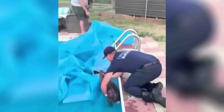 Bomberos rescatan a un ciervo atrapado en una piscina en San Francisco
