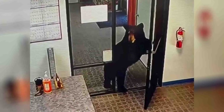Un oso negro sorprende a empleados dentro de una oficina