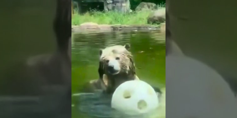 Una osa disfruta al máximo del estanque del zoológico de San Francisco