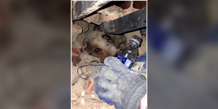 Bomberos escuchan ladridos de un perro y lo rescatan