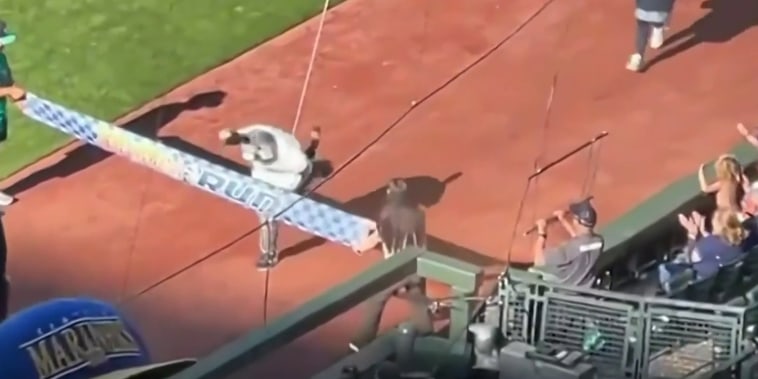 Disfraz de un mapache gana una peculiar carrera en Washington
