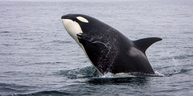 Killer whale.