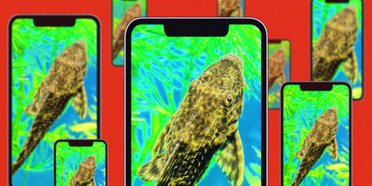 Illustration of a common pleco fish on phone screens.