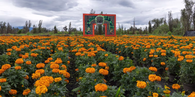 México exportará millones de flores de cempasúchil a EE.UU.