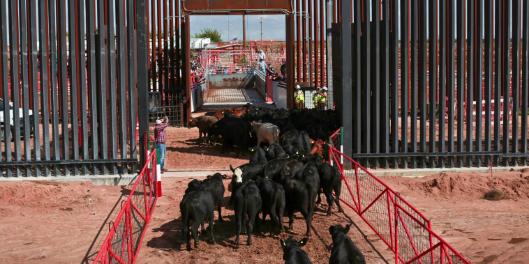 México reanuda exportación de ganado a EE.UU. tras un brote de gusano barrenador