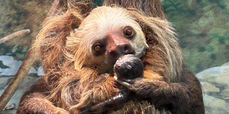 A sloth unexpectedly gave birth in front of zoo visitors: See her baby